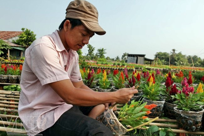 Sa Dec horticulture village before Tet  - ảnh 3